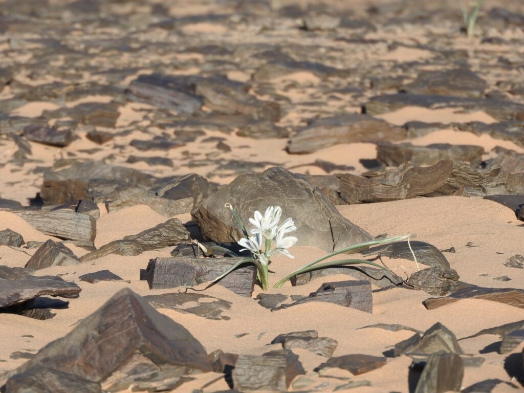 撒哈拉沙漠野地裡的白花展現出生命力。