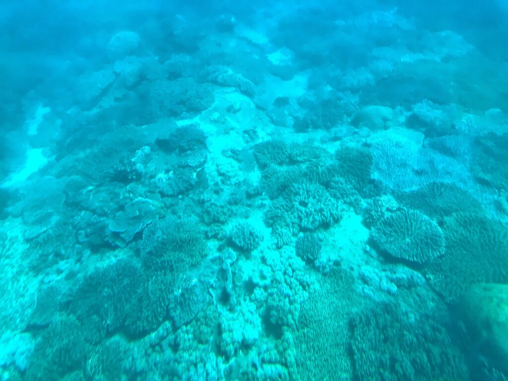 搭乘半潛艇觀察到的珊瑚樣貌。（屏東海生館提供）