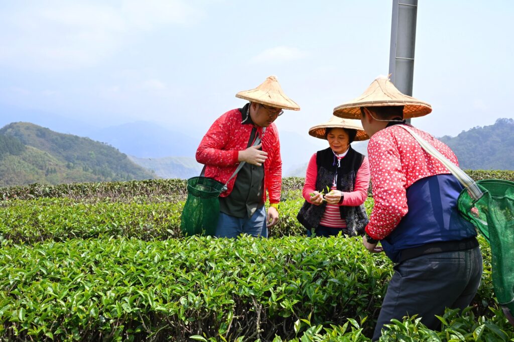 「高山茶園採茶製茶體驗」由生力農場達人教學採茶知識。（阿里山英迪格酒店提供）