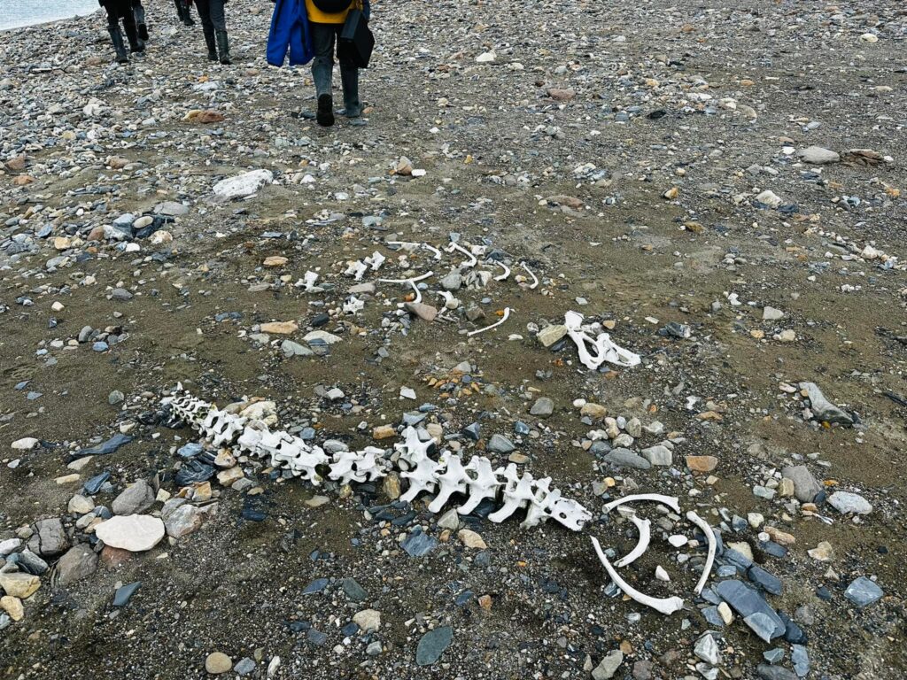 沿途還能看到疑似是海豹的白骨。（彭光偉提供）