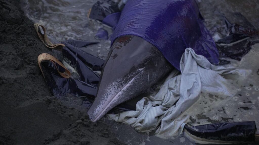 台灣的白海豚約八成身上有人為物體纏繞痕跡，六成有皮膚病。