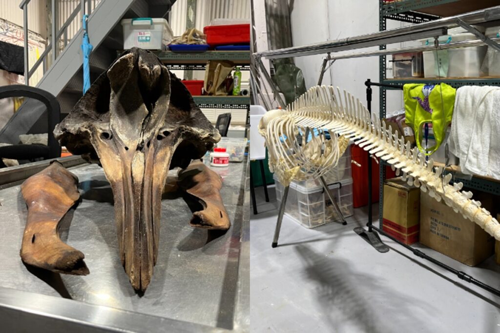 編輯攝自中華鯨豚協會樣本室，左圖為柯氏喙鯨的頭顱，右圖為糙齒鯨豚標本。（黃靖軒攝）