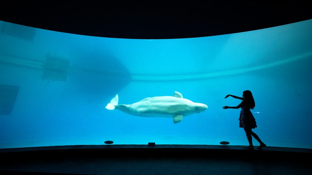 小嫻喜歡上山下海，和國立海洋生物博物館的小白鯨互動十分可愛。